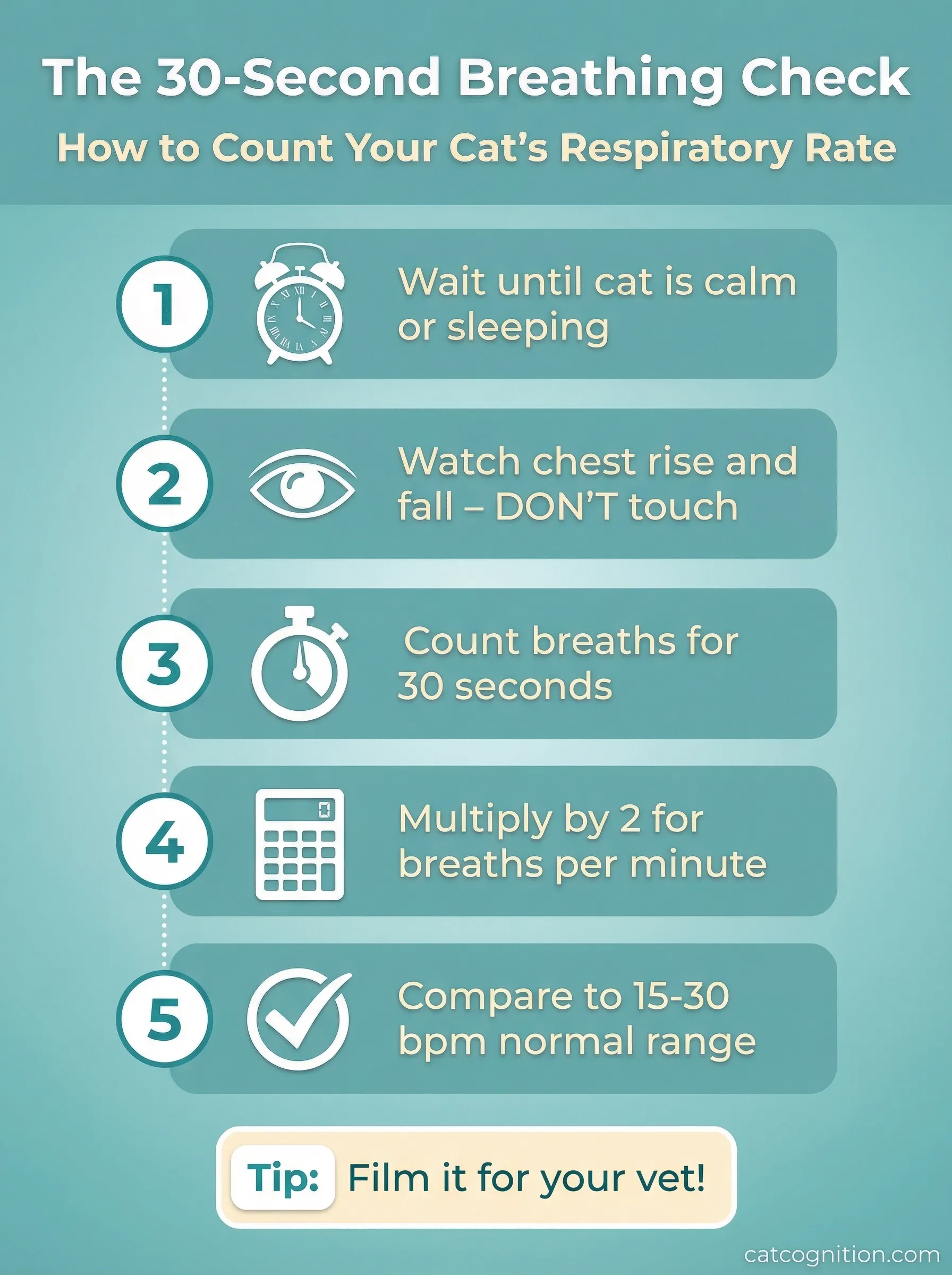 Step-by-step infographic showing how to count a cat's breathing rate: wait until calm, watch chest, count 30 seconds, multiply by 2, compare to 15-30 bpm normal range