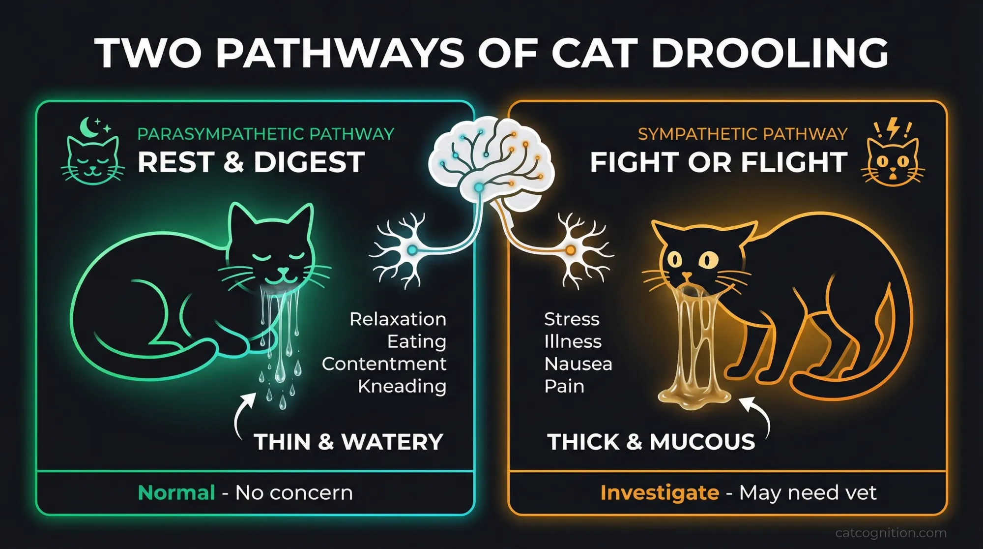 Parasympathetic vs sympathetic nervous system responses produce different types of cat drool