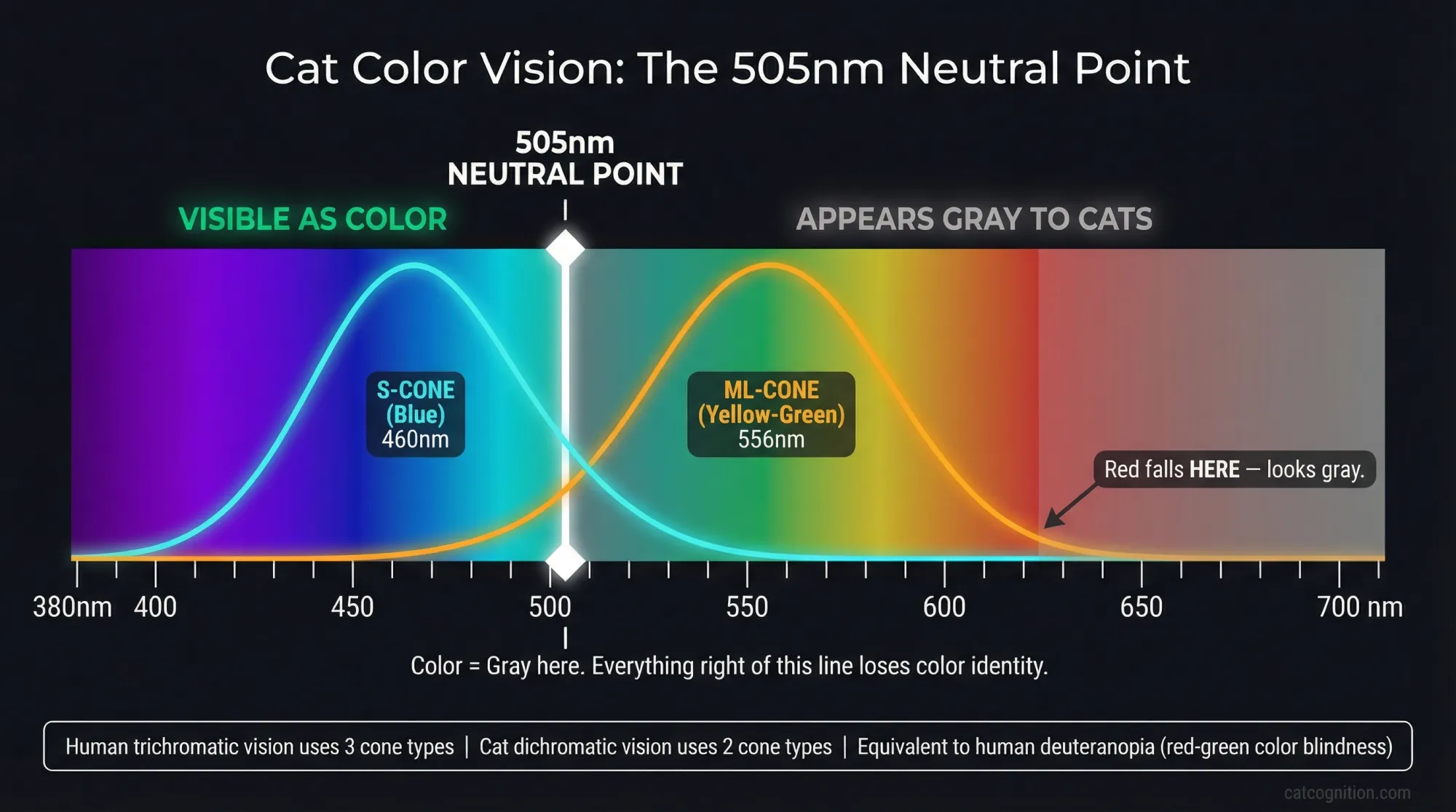 A scientific spectrum diagram showing the visible light range from 380nm to 700nm with two cone sensitivity curves overlaid — S-cones peaking at 460nm (blue) and ML-cones peaking at 556nm (yellow-green). A vertical marker at 505nm indicates the neutral point where cat dichromatic vision fails to distinguish color from gray, with the red portion of the spectrum (620-700nm) shown desaturated to illustrate how cats perceive it as gray.