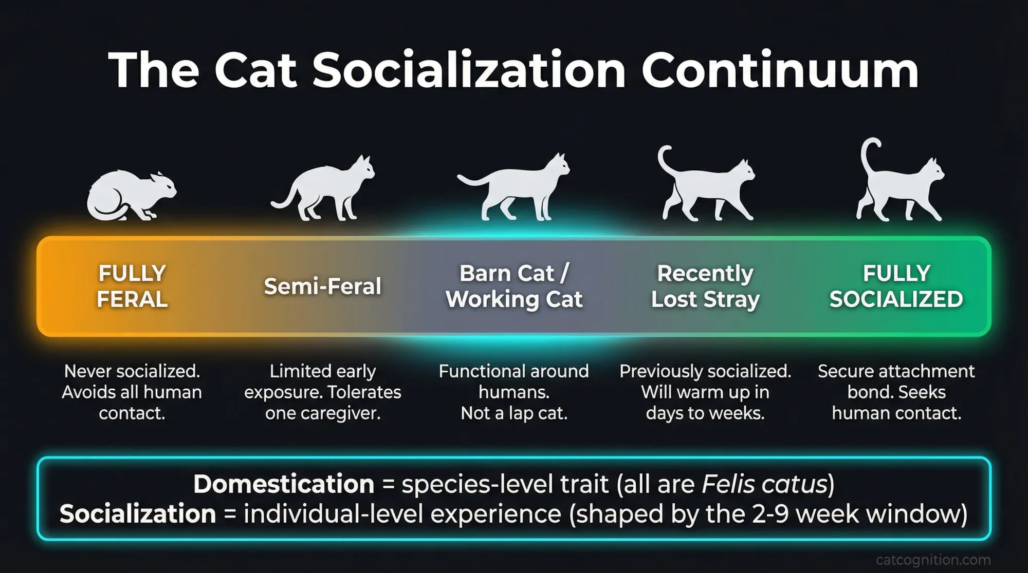 A continuum diagram showing the spectrum from wild cat (Felis silvestris) through feral cat to socialized pet cat (Felis catus), illustrating that domestication is a species-level trait while socialization is an individual-level experience determined by the kitten's early environment