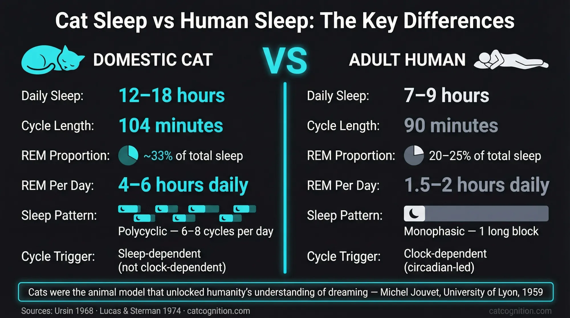 Side-by-side comparison infographic contrasting domestic cat and adult human sleep architecture across six dimensions: daily sleep duration, cycle length, REM sleep proportion, total daily REM hours, sleep pattern type (polycyclic vs monophasic), and cycle trigger mechanism. Key finding: cats spend approximately 33% of sleep time in REM versus 20–25% in humans, accumulating 4–6 hours of REM per day. Data sourced from Ursin (1968) and Lucas & Sterman (1974).