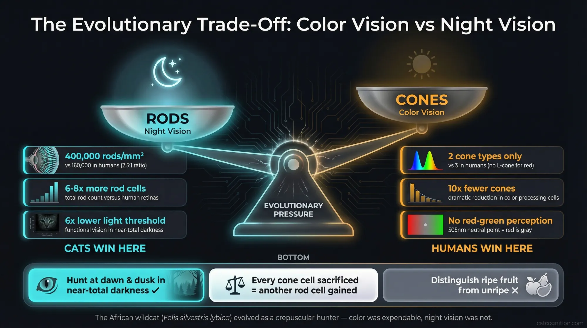 A balance scale infographic illustrating the evolutionary trade-off between color vision and night vision in cats. The rod cell side (night vision) weighs heavily with statistics showing 400,000 rods per square millimeter, 6-8x more rod cells, and 6x lower light detection threshold. The cone cell side (color vision) is diminished with only 2 cone types, 10x fewer cones, and no red-green discrimination. The result: cats can hunt in near-total darkness but cannot distinguish red from gray.
