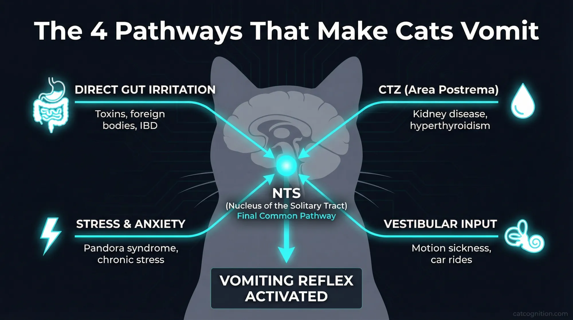 Anatomical diagram illustrating the four distinct brainstem pathways that trigger vomiting in cats: direct gut irritation via vagal afferents, blood-borne toxins detected by the chemoreceptor trigger zone, stress responses through the central nervous system, and vestibular input from the inner ear, all converging on the nucleus of the solitary tract.