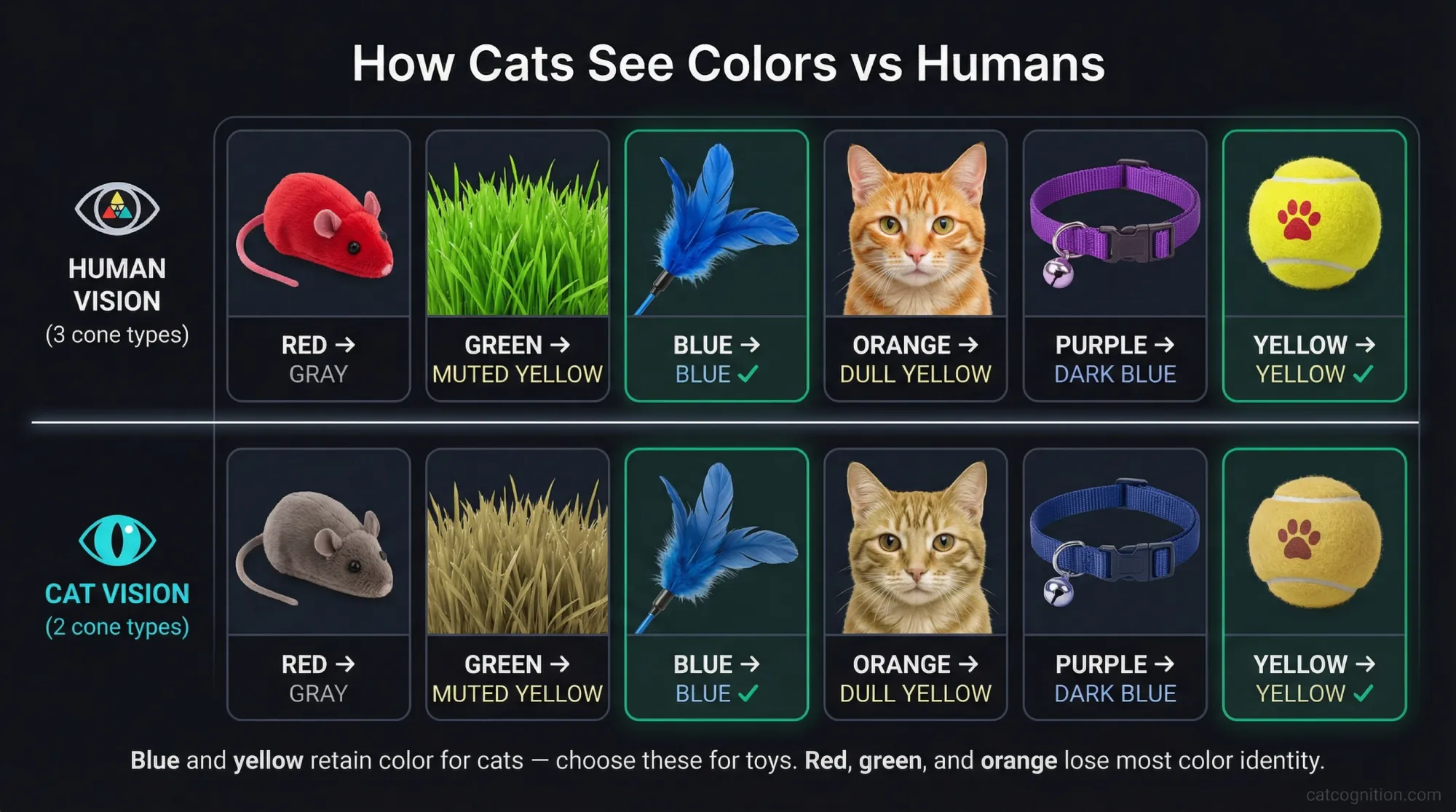 A side-by-side comparison grid showing six common objects — red toy mouse, green grass, blue feather toy, orange tabby cat, purple collar, and yellow ball — as perceived by human trichromatic vision (top row) versus cat dichromatic vision (bottom row). Red appears gray, green becomes muted yellow, orange turns dull brownish-yellow, purple shifts to dark blue, while blue and yellow largely retain their color identity for cats.