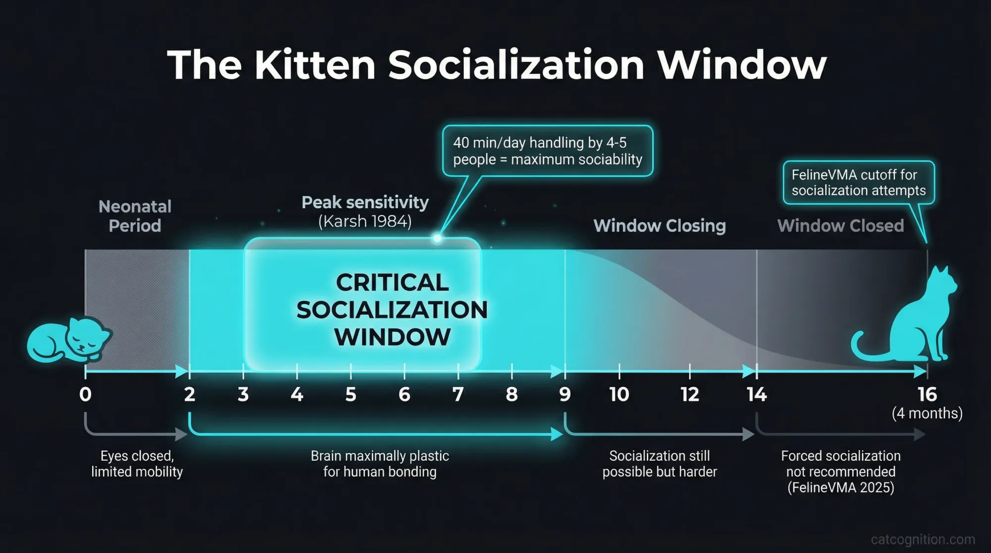A timeline diagram showing the kitten socialization window from birth through 9 weeks, highlighting the critical 2-to-9-week sensitive period when human handling determines whether a kitten develops into a socialized pet or a feral cat