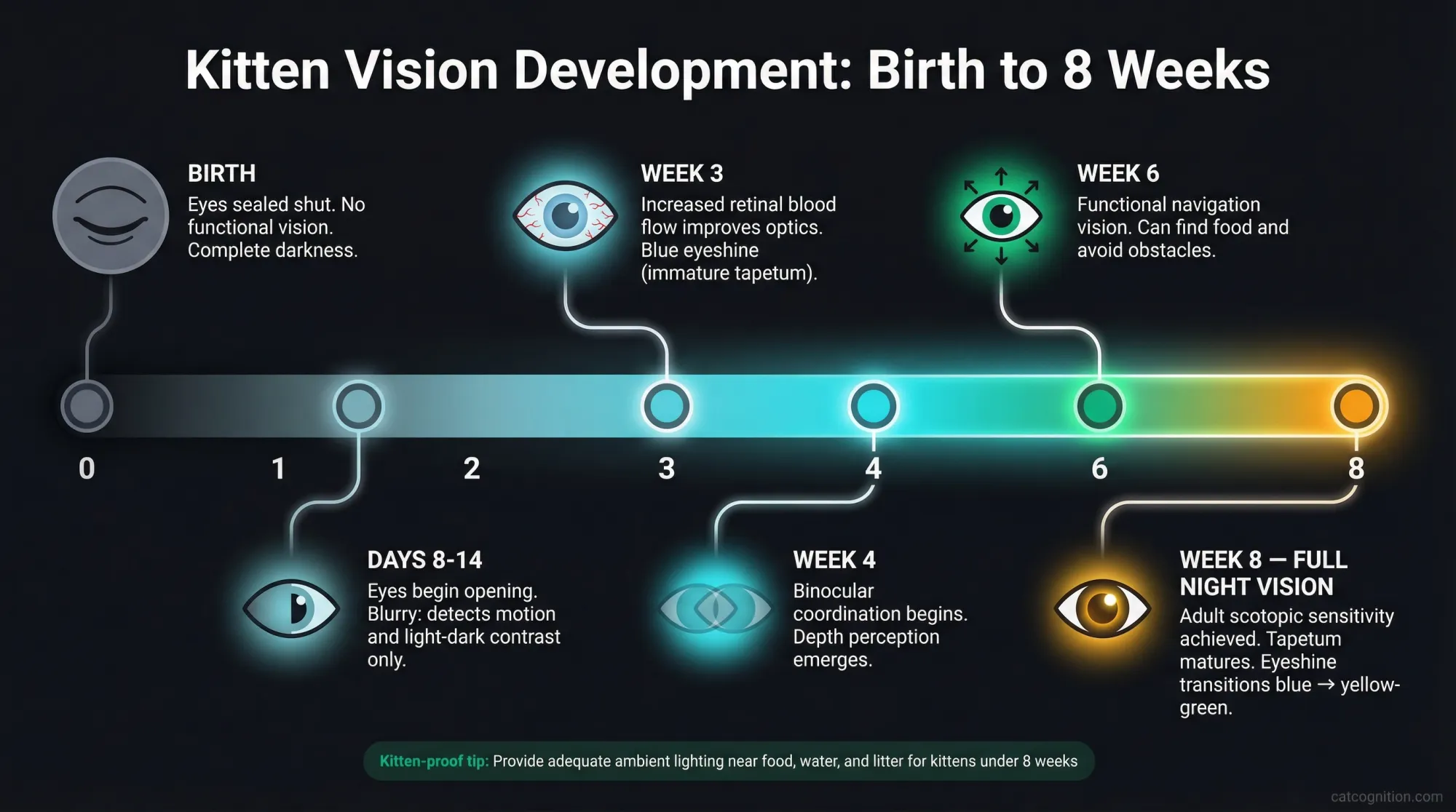 A developmental timeline showing six milestones in kitten visual development: sealed eyes at birth, eyes opening at days 8-14 with motion detection only, improved optics at week 3 with blue eyeshine, binocular depth perception at week 4, functional navigation at week 6, and full adult scotopic sensitivity with yellow-green eyeshine at week 8.