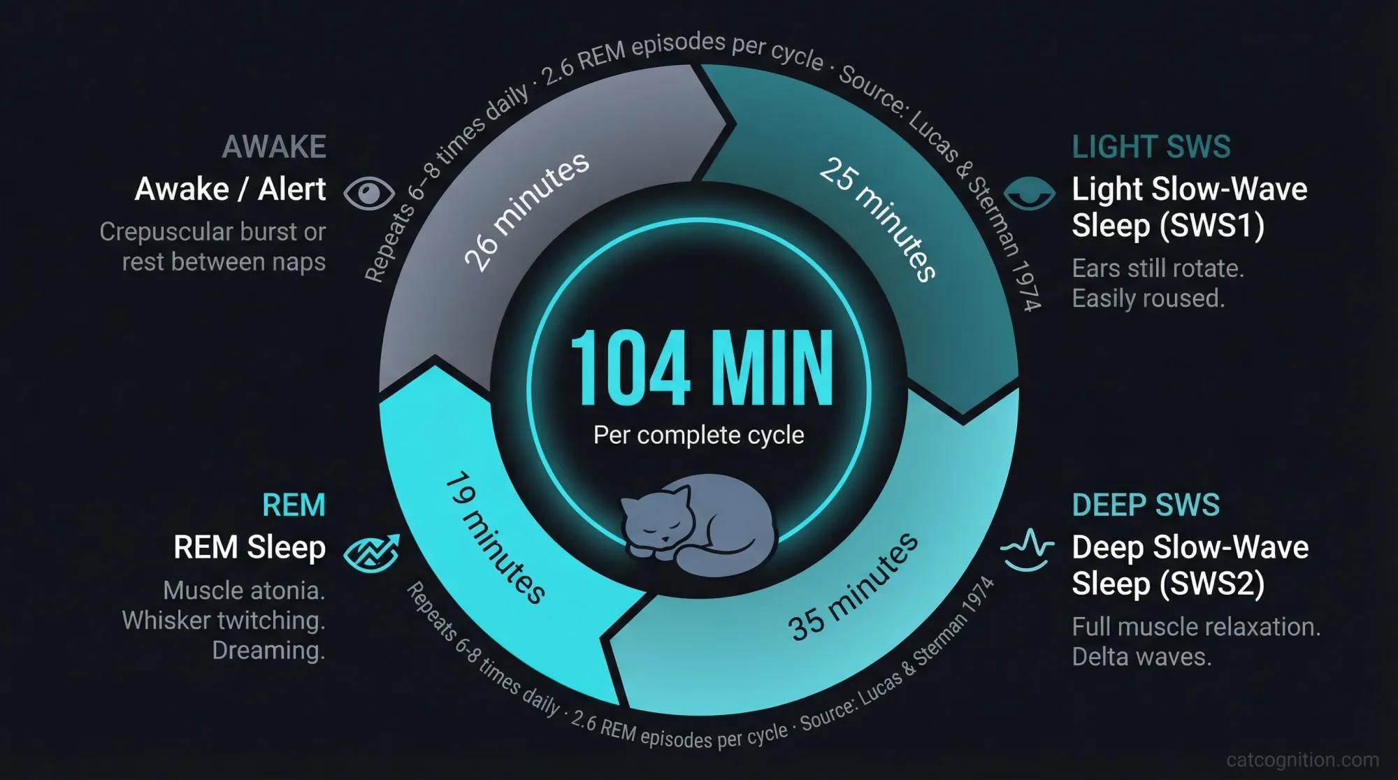 Circular process diagram showing the four stages of a domestic cat's complete 104-minute sleep-wake cycle as documented by Lucas and Sterman (1974). The diagram displays the clockwise progression through wakefulness (26 min), light slow-wave sleep (25 min), deep slow-wave sleep (35 min), and REM sleep (19 min), with notes that the cycle repeats 6-8 times daily and contains an average of 2.6 REM episodes.