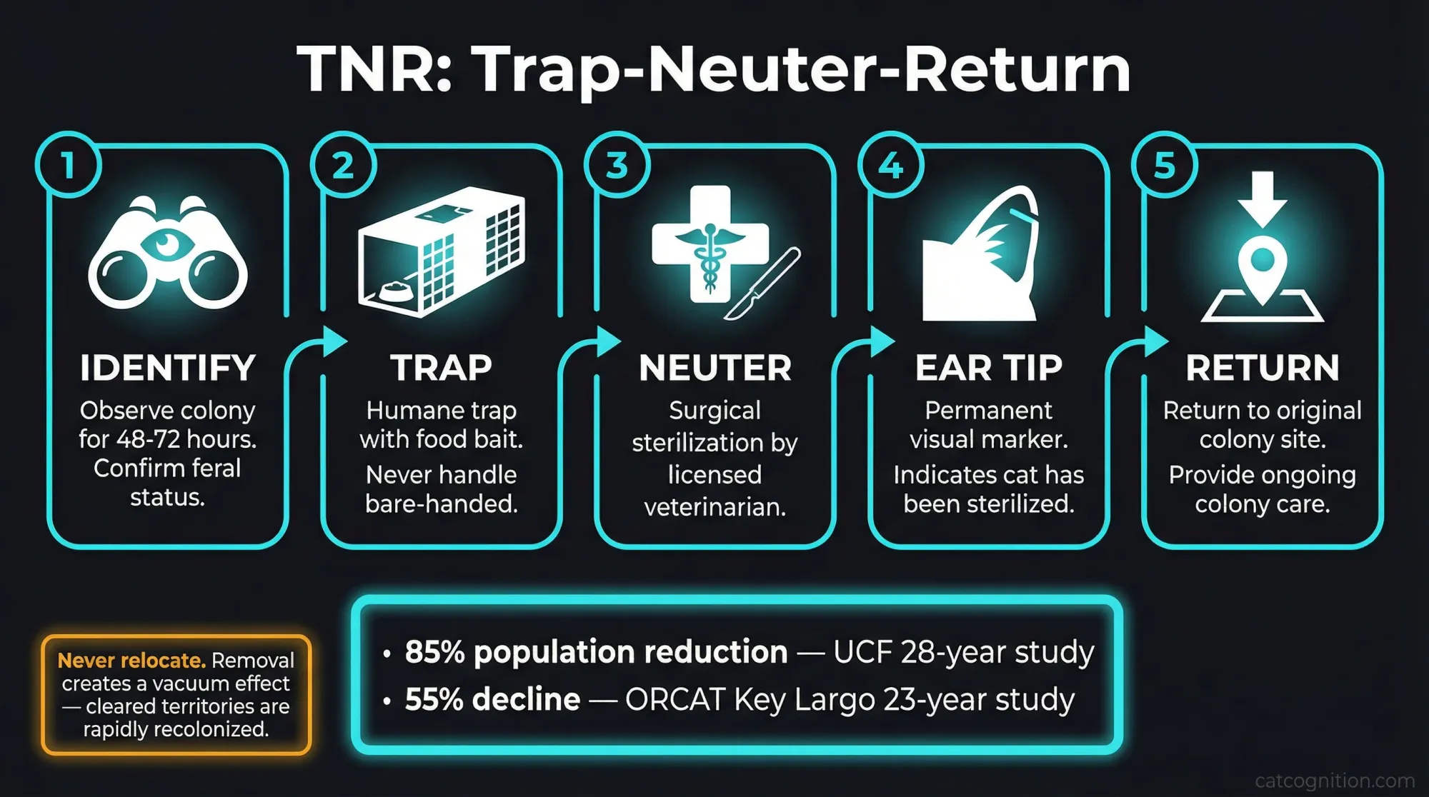 An infographic showing the four steps of the TNR (Trap-Neuter-Return) process: humane trapping, surgical sterilization with ear-tip identification, recovery period, and return to the colony location