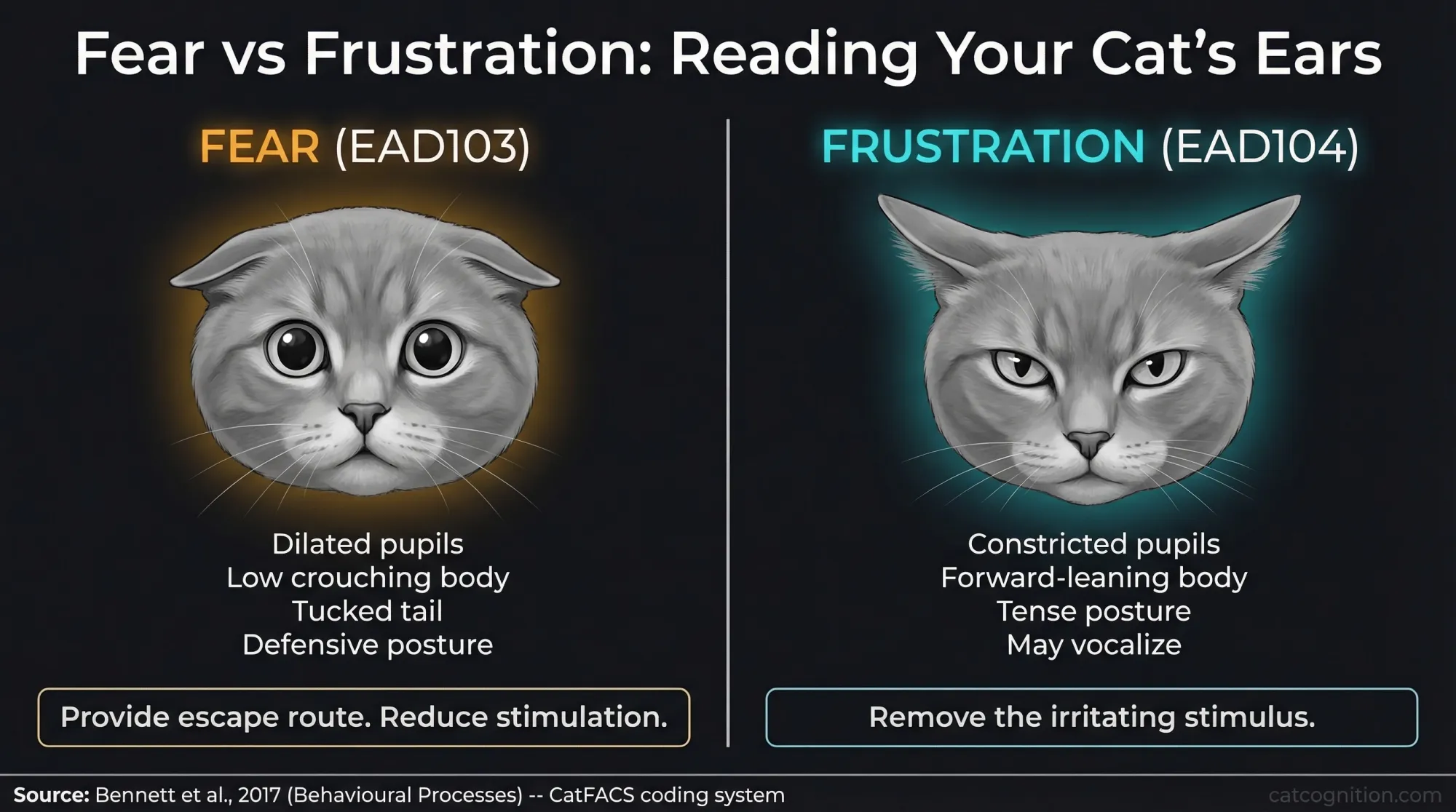 Fear versus frustration ear position comparison in cats showing EAD103 flattened ears and EAD104 rotated ears
