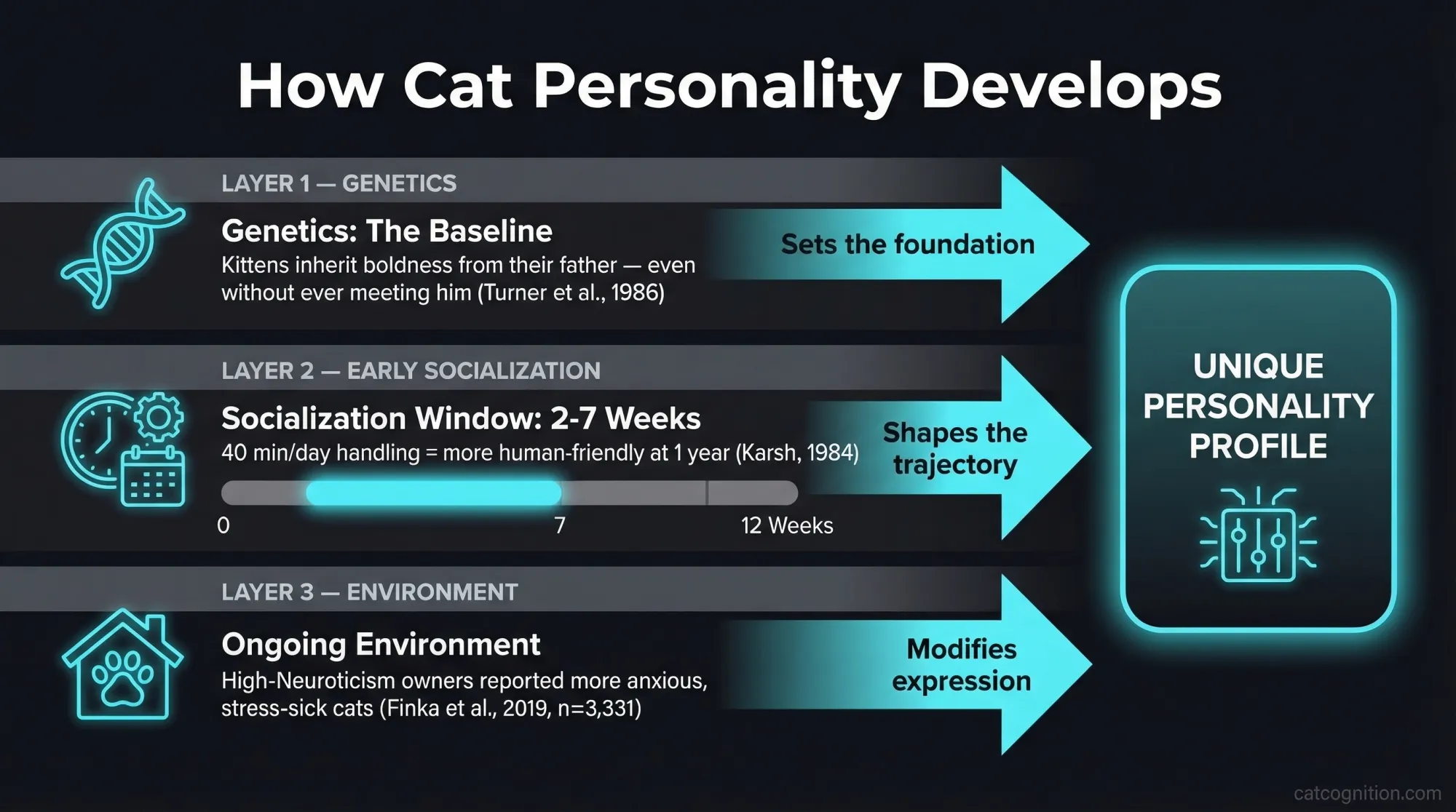 How cat personality develops through the interaction of three forces: genetic inheritance (paternal effect), early socialization during the 2-7 week critical window, and ongoing environmental influences including owner personality.