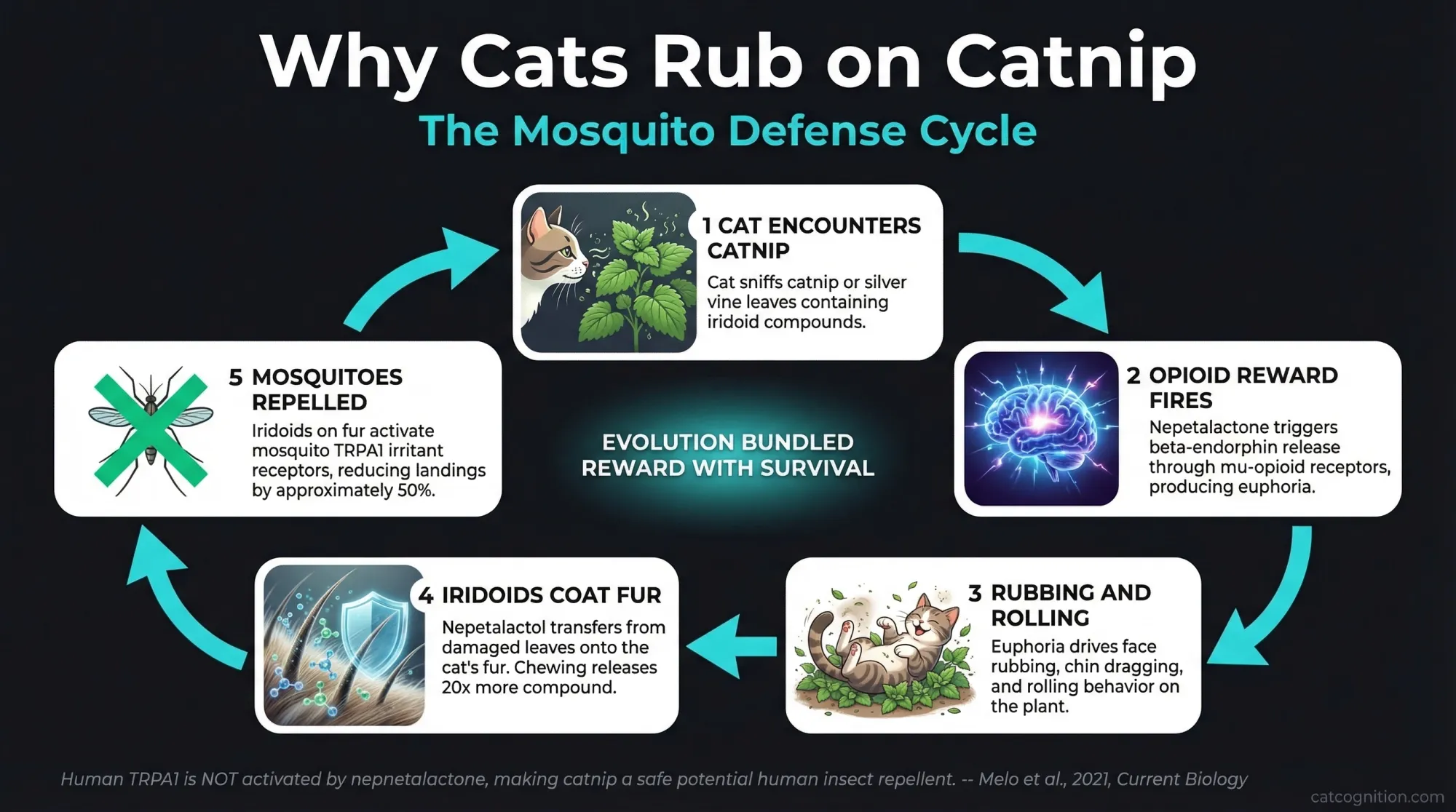 Cyclical process diagram illustrating how the feline catnip response functions as an evolutionary anti-mosquito adaptation. The 5-step cycle shows catnip encounter, opioid reward activation, rubbing and rolling behavior, iridoid transfer to fur, and mosquito repellency via TRPA1 receptor activation. Based on Uenoyama et al. 2021 and Melo et al. 2021 research.