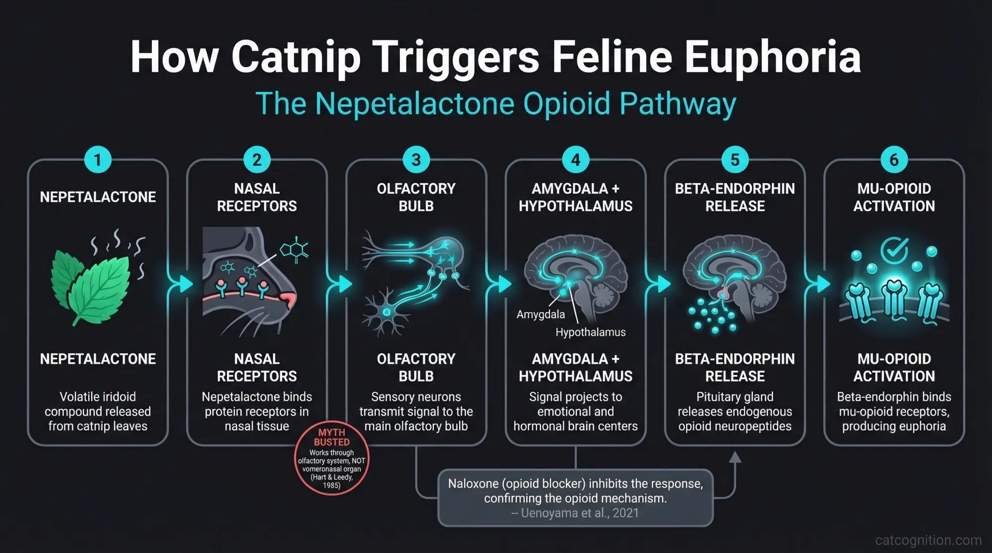 Nepetalactone opioid pathway diagram showing how catnip triggers feline euphoria