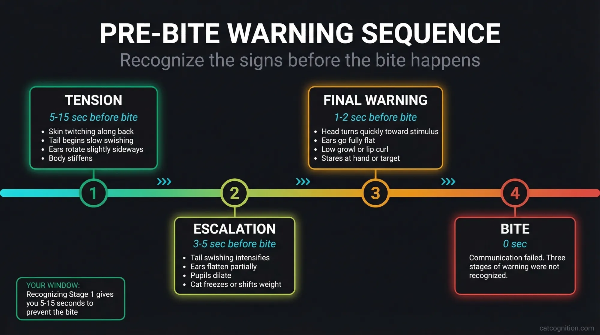 Pre-bite warning sequence timeline showing 4 escalation stages of cat body language before biting