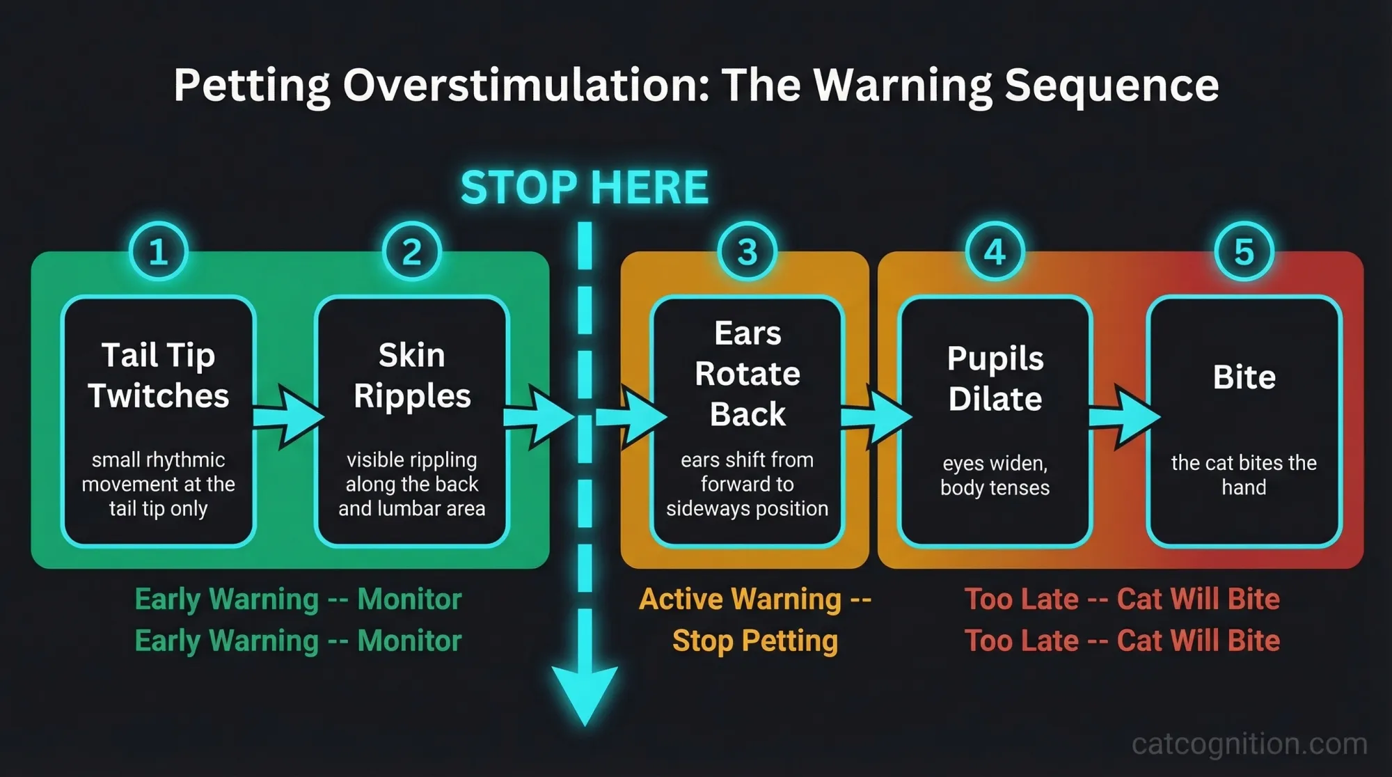 A process diagram showing the 5-stage warning sequence cats display during petting overstimulation. The sequence progresses from tail tip twitching through skin rippling, ear rotation, pupil dilation, and finally biting. A prominent intervention point between stages 2 and 3 marks where owners should stop petting to prevent aggression.