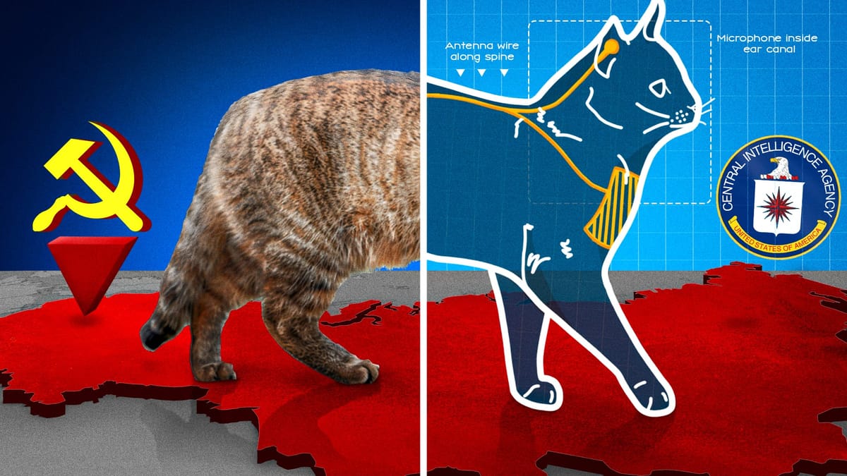 Operation Acoustic Kitty: Why the CIA's $20 Million Spy Cat Failed