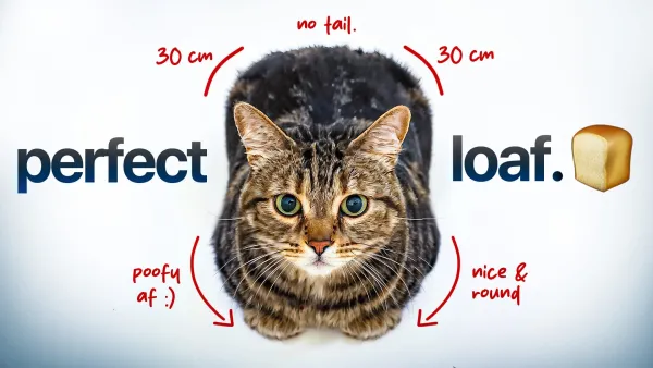 Why Do Cats Loaf? The Science Behind Tucked Paws Explained