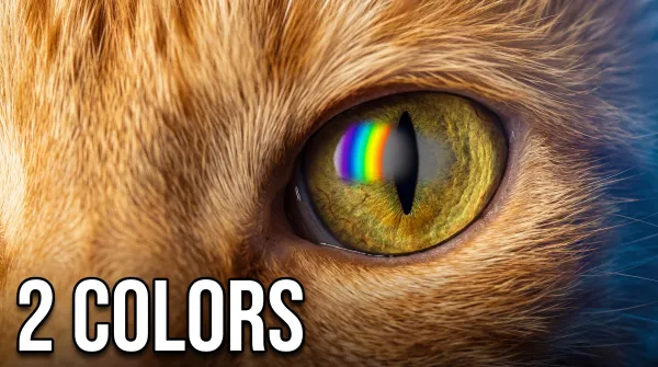 Can Cats See Red? What Science Says About Feline Color Vision